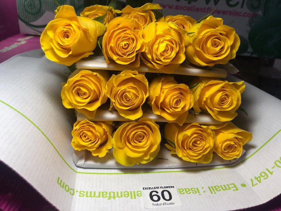 Brighton Rose . Ecuadorian Roses direct from ours farms