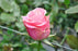 Hermosa rose From $ 2.29 / Stem  | FREE SHIPPING | Ecuadorian rose