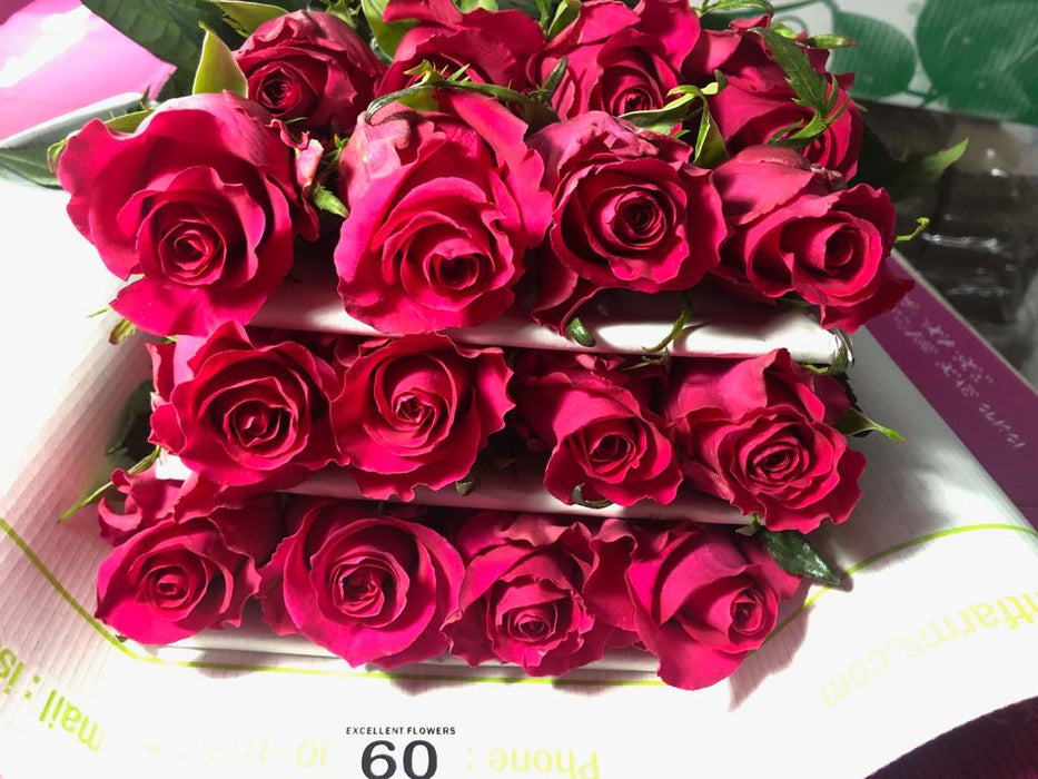 Gotcha Rose | From $ 2,29 / Stem | FREE SHIPPING | Ecuadorian rose