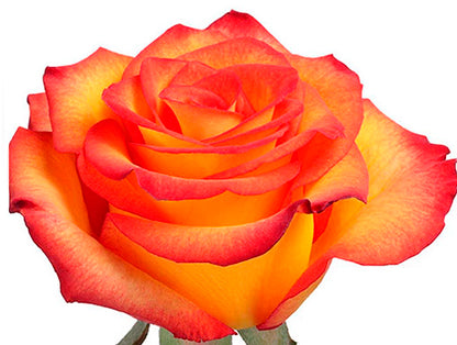 High Magic  rose From $2.05 / Stem  |FREE SHIPPING | Ecuadorian rose