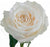 Playa Blanca Rose | Beauty Flowers Stem