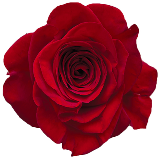 Freedom Rose | From $ 2.33 / Stem I FREE SHIPPING I Ecuadorian Rose