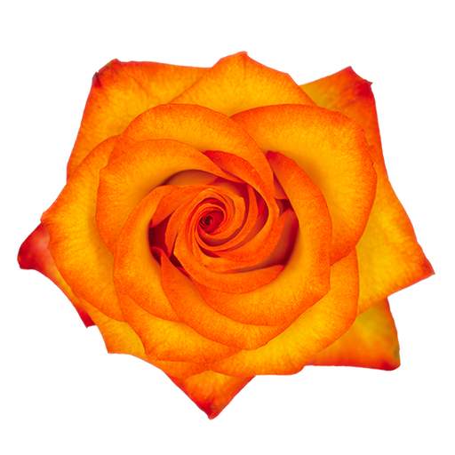 High Magic  rose From $2.05 / Stem  | FREE SHIPPING | Ecuadorian rose