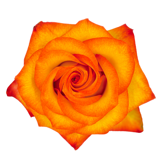 High Magic  rose From $2.05 / Stem  | FREE SHIPPING | Ecuadorian rose