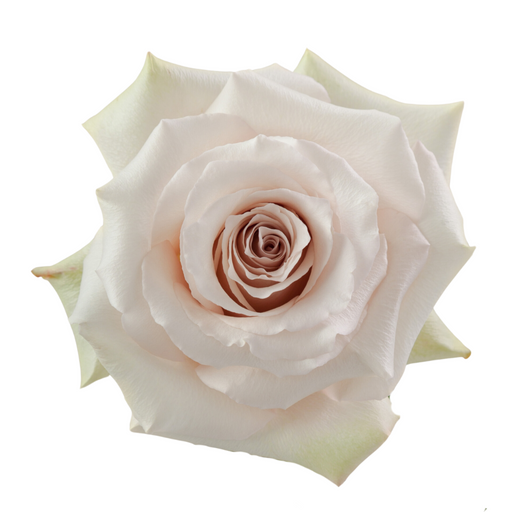 Quicksand Rose From 2,15 per stem | Ecuadorian roses | FREE SHIPPING