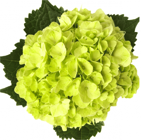 Hydrangea Lime Green | From $ 2.60 / Stem  | FREE SHIPPING