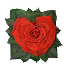 Bright Red Heart shape preserved rose Excellent Flowers Direct