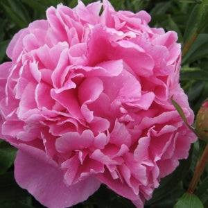 Peonies Alexander Fleming  From $ 5,55 / Stem | |FREE SHIPPING