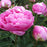 Peonies Alexander Fleming  From $ 5,55 / Stem | |FREE SHIPPING