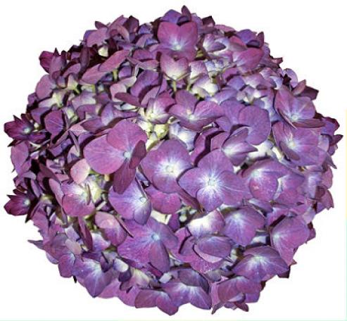 hydrangea jumbo purple 