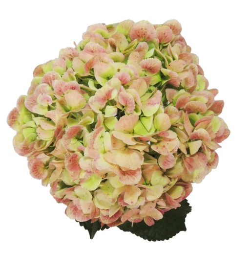 Hydrangea Antique Green From $ 5,40 / Stem | |FREE SHIPPING