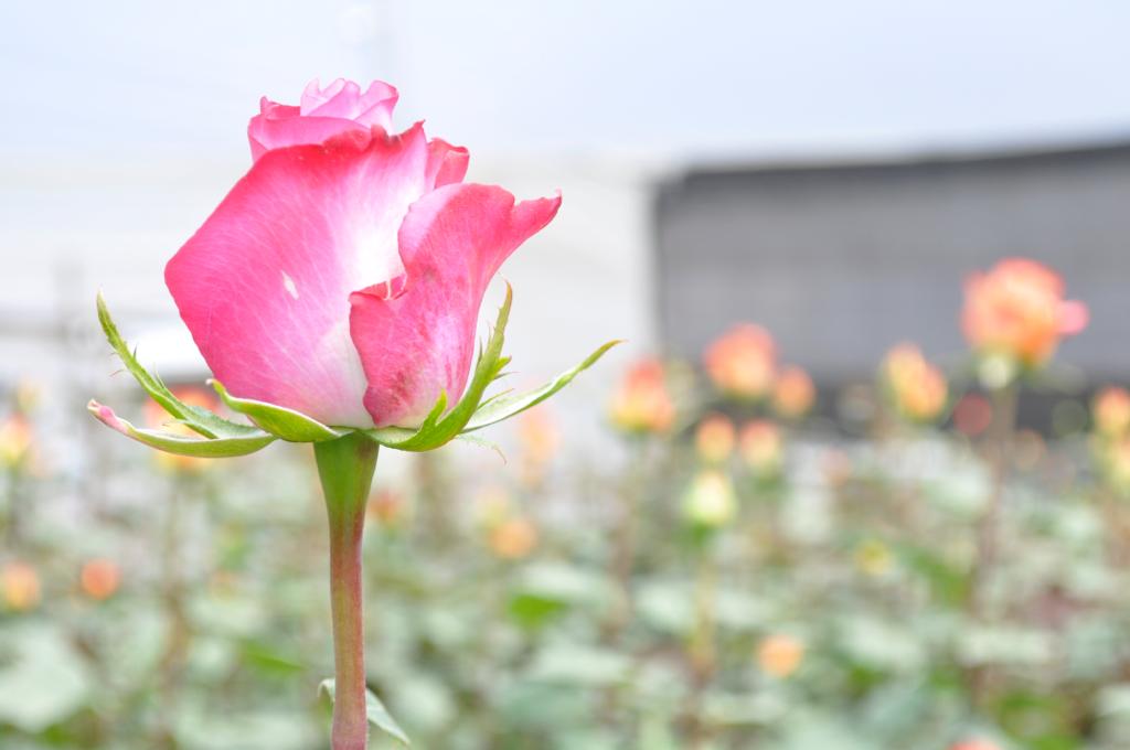 Deep Purple Rose steam Natural Roses Excellent Flowers Direct Ecuadorian farms