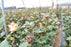 Hummer rose From $2.12 / Stem  |FREE SHIPPING | Ecuadorian rose