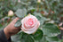 Ecuadorian rose