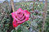 Deep Purple Rose steam Natural Roses Excellent Flowers Direct Ecuadorian farms
