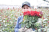 Freedom Rose | From $ 2,14 / Stem I FREE SHIPPING I Ecuadorian Rose