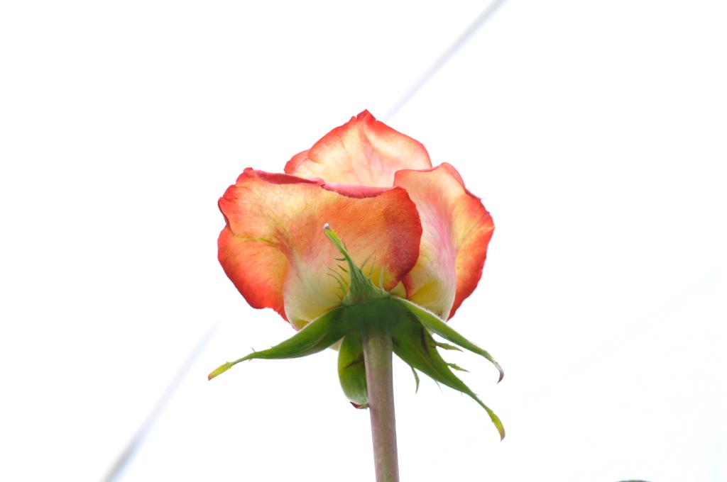 High Magic  rose From $2.05 / Stem  |FREE SHIPPING | Ecuadorian rose