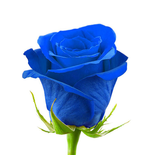 Blue tinted Preserved Roses Excellent Flowers Direct Natural roses