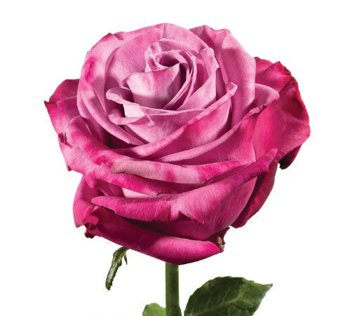 Moody Blue Rose Ecuadorian rose