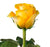 Brighton rose stem Natural Roses | Excellent Flowers Direct Preserved rose