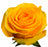Brighton rose stem Natural Roses Excellent Flowers Direct Preserved rose