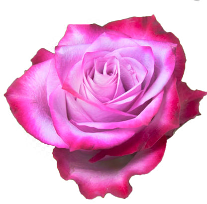 Deep Purple Rose steam Natural Roses Excellent Flowers Direct Preserved rose Ecuadorian farms