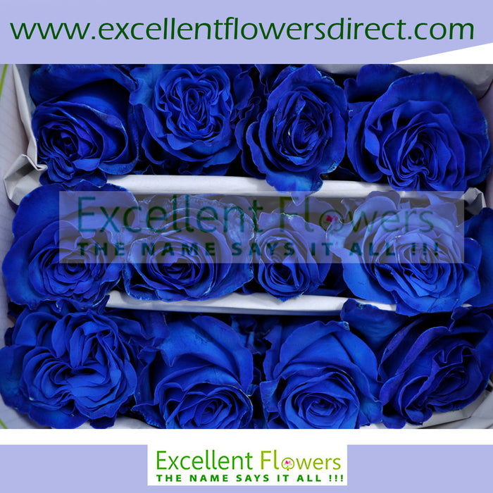 Blue tinted Preserved Roses Excellent Flowers Direct Natural roses