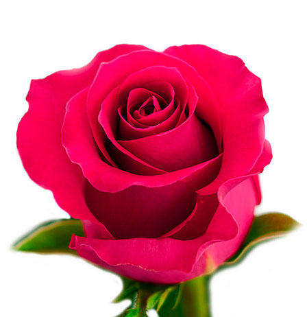 Gotcha Rose | From $ 2,29 / Stem | FREE SHIPPING | Ecuadorian rose