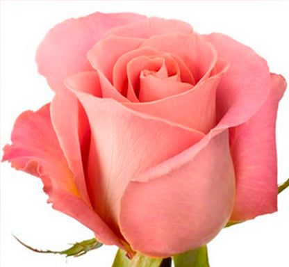 Hermosa rose From $ 2.29 / Stem  | FREE SHIPPING | Ecuadorian rose