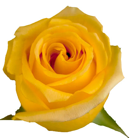 Hummer rose From $2.12 / Stem  |FREE SHIPPING | Ecuadorian rose
