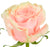 Pink Mondial Rose excellent flowers direct