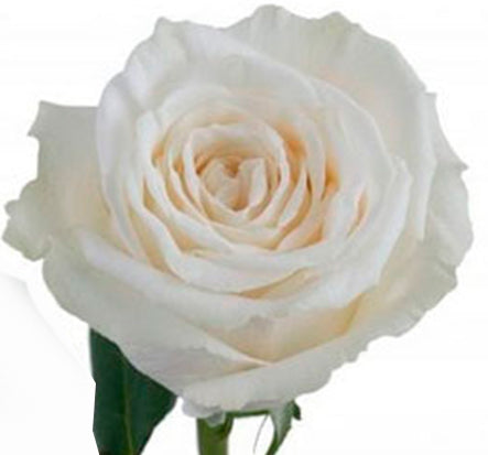 Playa Blanca Rose | Beauty Flowers Stem