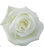 Proud Rose | Beauty Flowers Stem | Ecuadorian rose