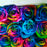 Rainbow Tinted Rose I From $ 2.95 / Stem  FREE SHIPPINGI Ecuadorian Rose