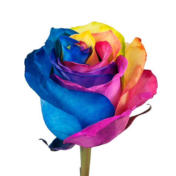 Rainbow Tinted Rose I From $2.50 / Stem FREE SHIPPINGI Ecuadorian Rose