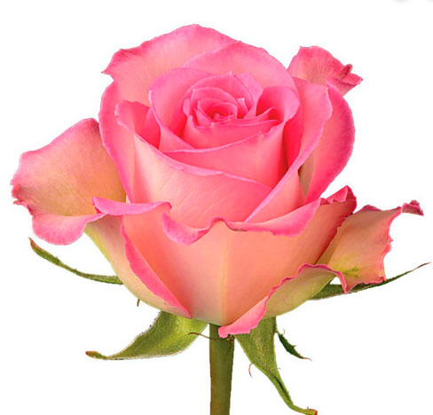 Sweet Unique Rose | Beauty Flowers Stem