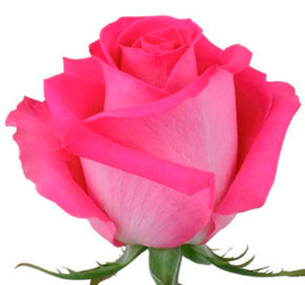 roseです。 RST248G-03-rosa-standard_760x.