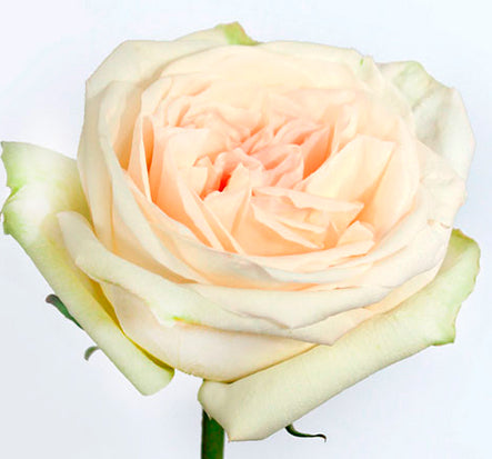 White Garden Rose | Ecuadorian rose 