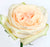 White Garden Rose | Ecuadorian rose 