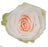 White Garden Rose 